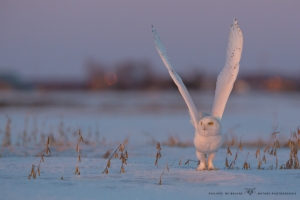_HIL6137-Harfang des neiges