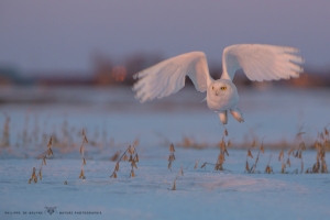 _HIL6138-Harfang des neiges
