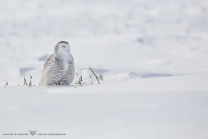 Harfang_des_neiges_2015_18