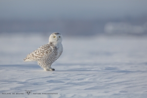 Harfang_des_neiges_2015_19