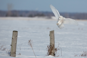 Harfang_des_neiges_(31)