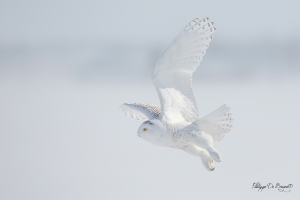 Harfang_des_neiges_(46)