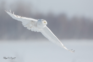 Harfang_des_neiges_(47)