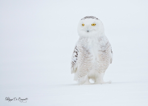 Harfang_des_neiges_(51)