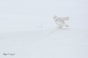 Harfang_des_neiges_(52)