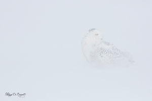 Harfang_des_neiges_(58)