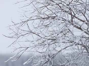 02I3548-Harfang des neiges