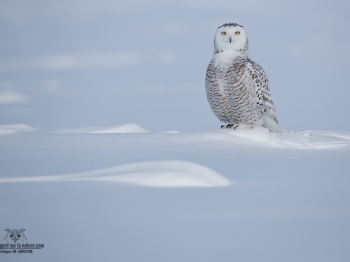 02I5624-Harfang des neiges