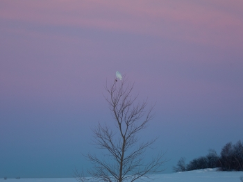 02I6789-Harfang des neiges