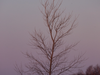 02I6868-Harfang des neiges