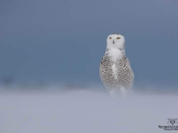 02I7796-Harfang des neiges