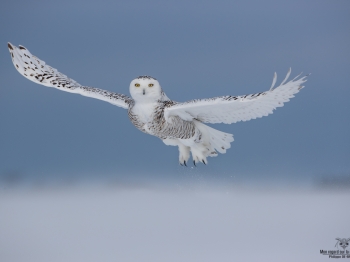 02I7873-Harfang des neiges