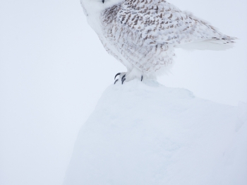 _DXP7556-Harfang des neiges
