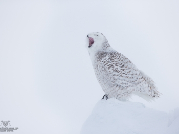 _DXP7583-Harfang des neiges