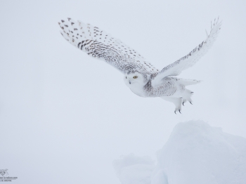 _DXP7619-Harfang des neiges