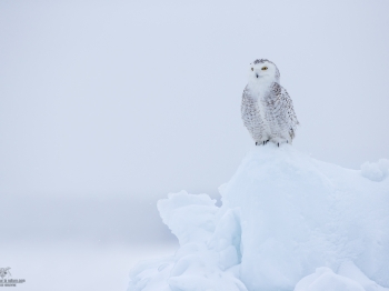 _DXP7670-Harfang des neiges