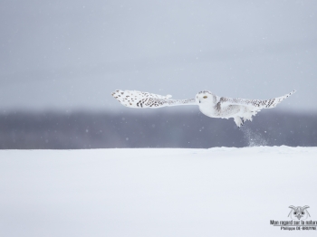 DXP7855-Harfang des neiges