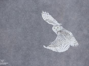 _DXP8336-Harfang des neiges