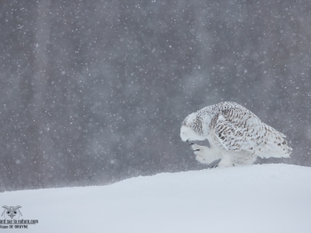 DXP8374-Harfang des neiges
