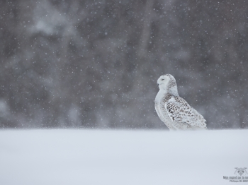 _DXP8455-Harfang des neiges