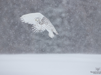 _DXP8615-Harfang des neiges