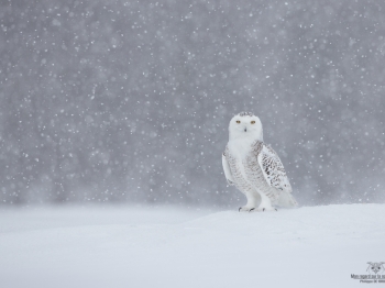 _DXP8636-Harfang des neiges