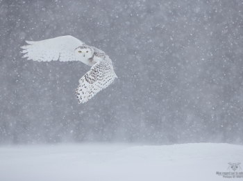 _DXP8643-Harfang des neiges
