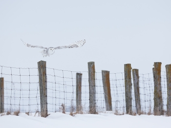 _DXP9642 Harfang des neiges