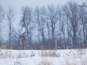 _DXP9806 Harfang des neiges