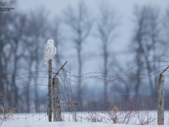 _DXP9845 Harfang des neiges