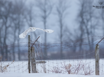 _DXP9849 Harfang des neiges