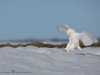 _HIL0273-Harfang des neiges