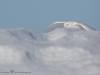 _HIL0339-Harfang des neiges