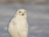 _HIL1147-Harfang des neiges