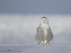 Harfang_des_neiges_2015_7