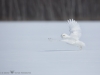 Harfang_des_neiges_2015_10