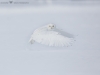 Harfang_des_neiges_2015_12