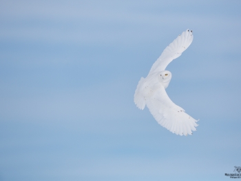 _HIL3173 Harfang des neiges