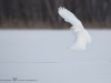 Harfang_des_neiges_2015_13