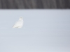 Harfang_des_neiges_2015_15
