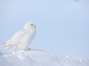 Harfang_des_neiges_2015_16