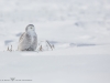 Harfang_des_neiges_2015_18