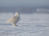 Harfang_des_neiges_2015_19