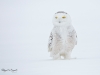 Harfang_des_neiges_(51)