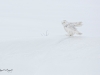 Harfang_des_neiges_(52)