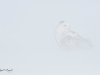 Harfang_des_neiges_(58)