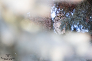 Hibou des marais 1