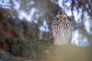 Hibou des marais 2