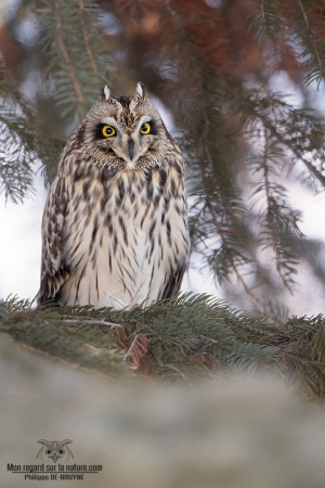 Hibou des marais 3