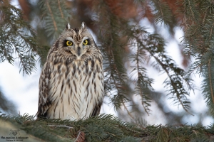 Hibou des marais 4